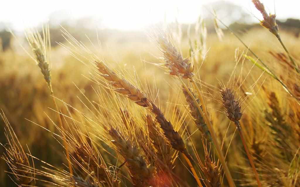 Який урожай на Полтавщині: завершився збір ранніх зернових і зернобобових культур