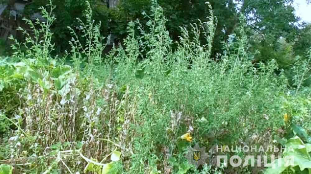 На Полтавщині чоловік зберігав удома понад півтисячі рослин снодійного маку