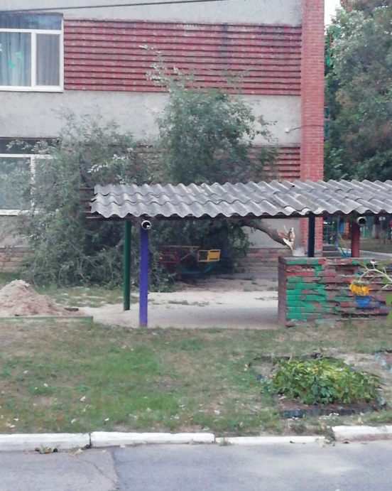 У дворі полтавського дитсадка упало дерево, батьки бояться за малечу. ФОТО. ОНОВЛЕНО