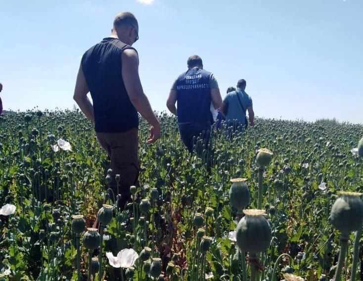 Понад 200 гектарів опійного маку знищать на Полтавщині: ціна питання – 7 мільярдів. ФОТО, ВІДЕО