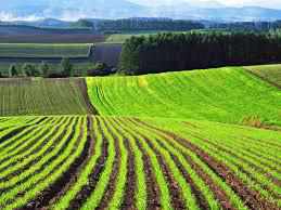 Прокуратура Полтавщини хоче повернути державі майже 200 гектарів незаконно наданої фермеру землі 