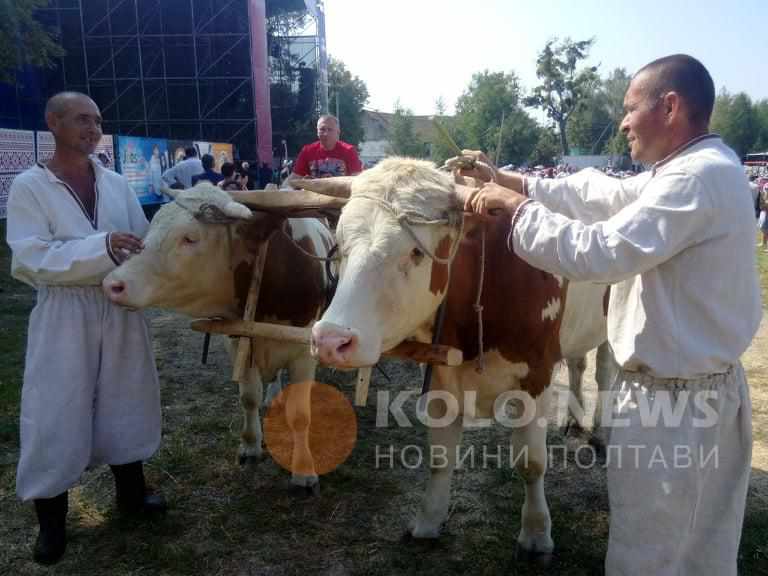 Чим доїхати на Сорочинський ярмарок: розклад руху автобусів