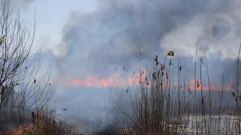 На Полтавщині горіло двадцять гектарів очерету