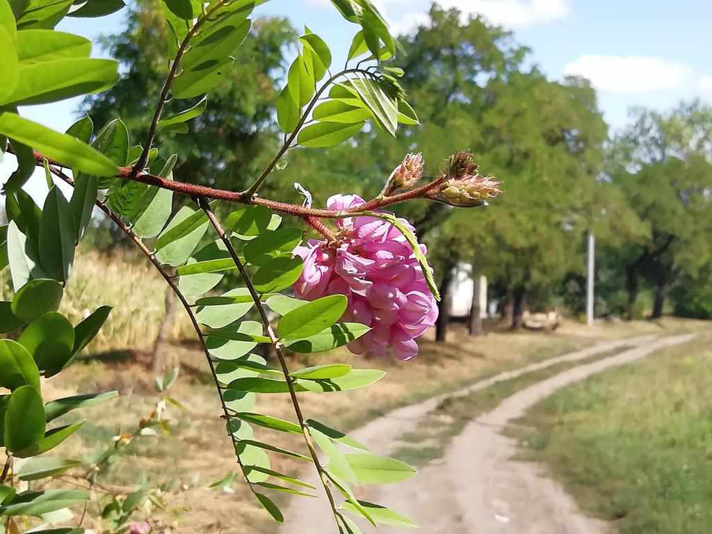 На Полтавщині цвіте акація. ФОТО