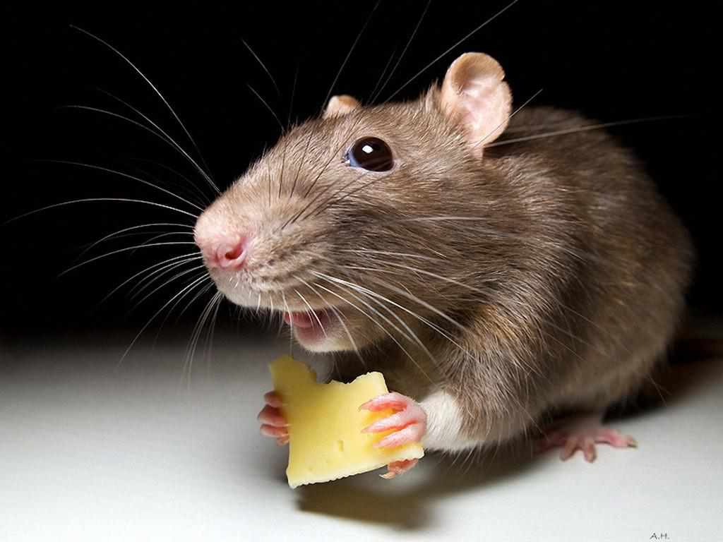 Полтавський атовець розповів про санаторний відпочинок з мишами та в холоднечі: гризуни всю ніч по обличчю бігали