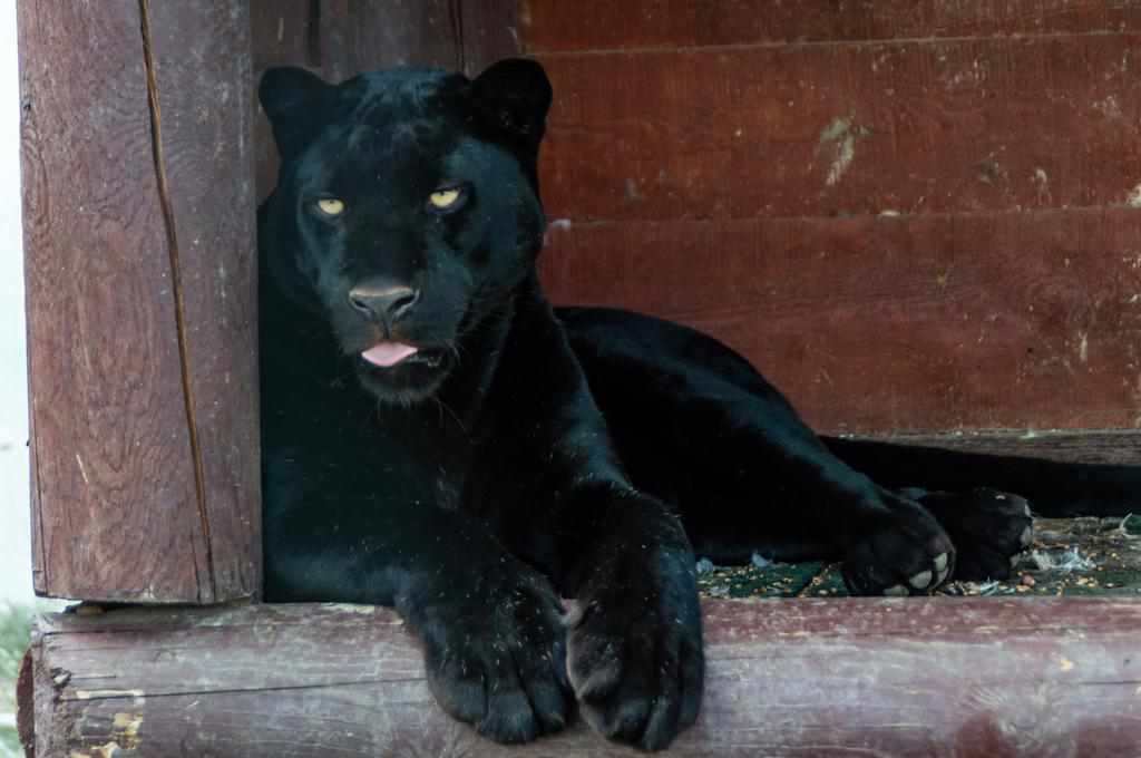Під Полтавою в екопарку в пари пантер народилося маля. ВІДЕО