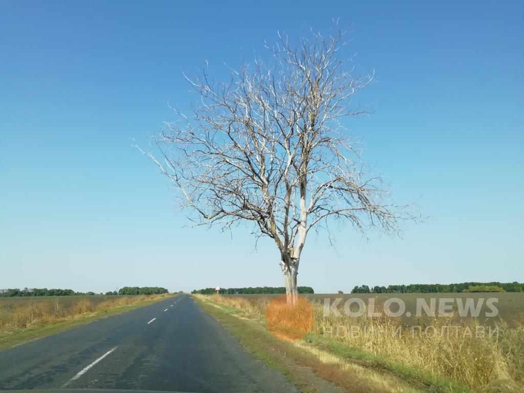 Сухе аварійне дерево над дорогою з Диканьки на Шишаки: хто спиляє