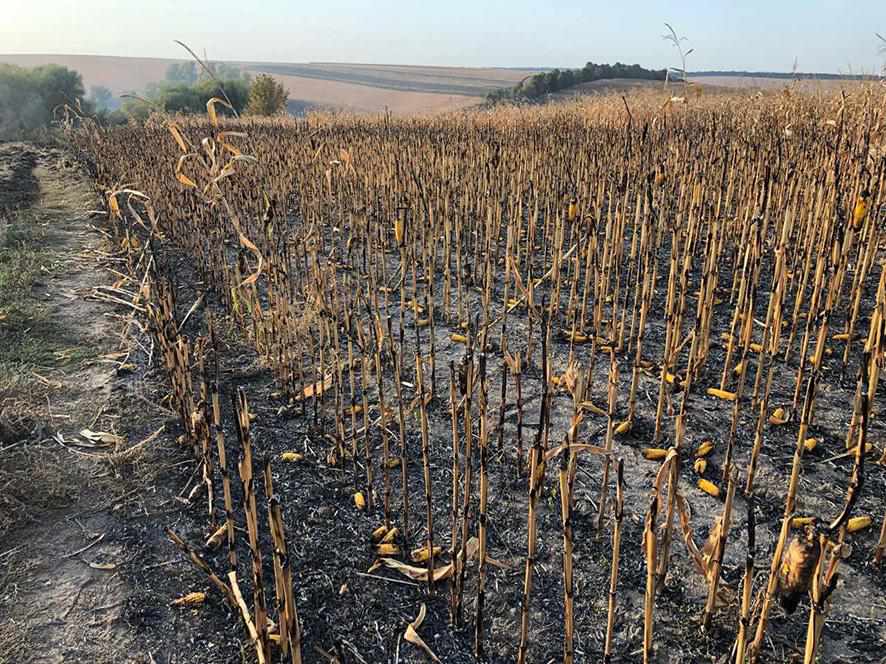 На Полтавщині загорілося 40 га сухої трави, а від неї згоріло 90 га кукурудзяного поля