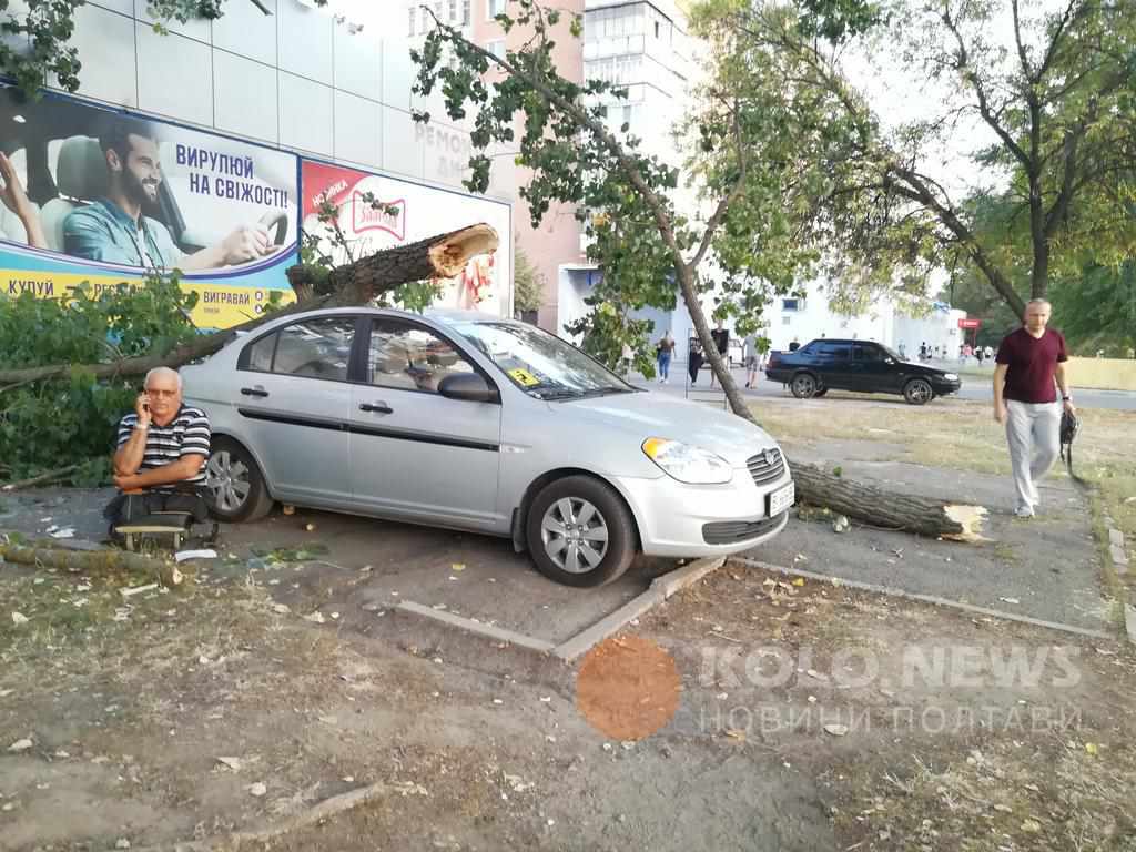Біля АТБ в Полтаві упало дерево, розчавило машину. ФОТО. ВІДЕО
