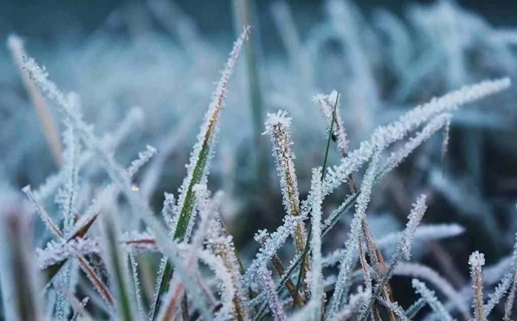 На Полтавщині прогнозують заморозки