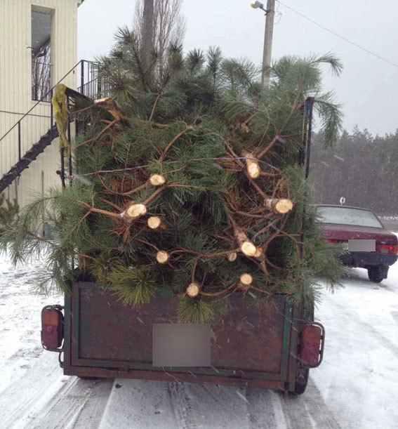 На Полтавщині за два дні поліція виявила чотириста «ялинок-нелегалок»