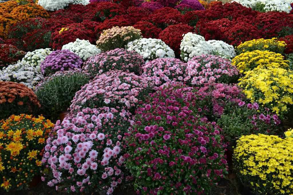 Творча анархія: в парку «Перемога» у Полтаві висадили понад 150 кущів хризантем. ФОТО