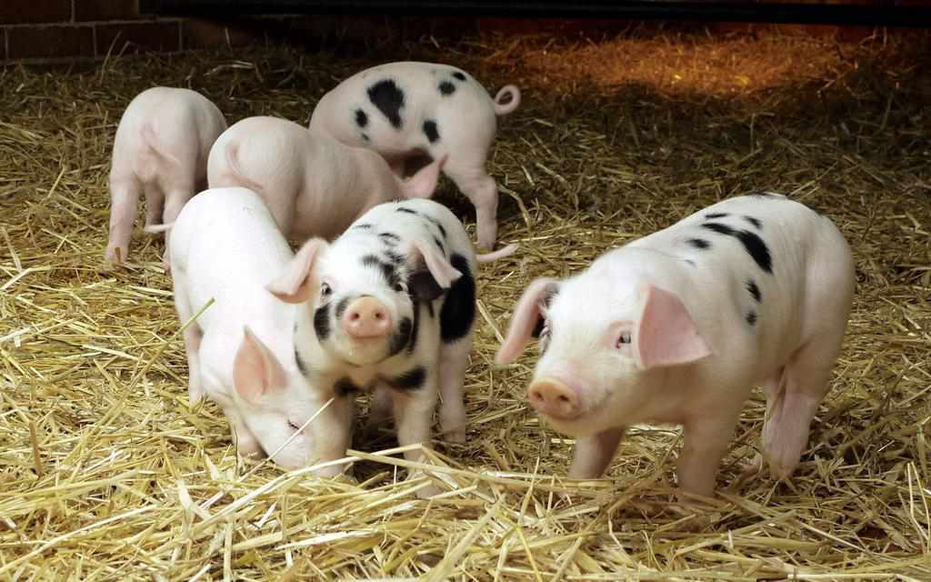 На Полтавщині зафіксували черговий спалах африканської чуми свиней 