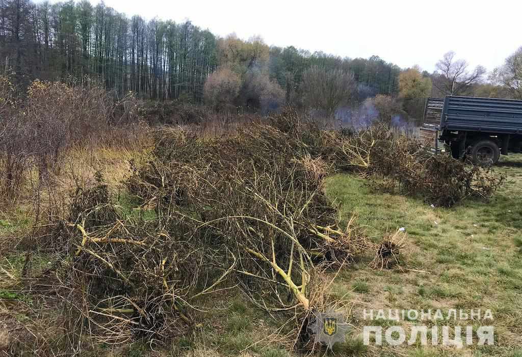 На Полтавщині у лісосмузі знайшли насадження конопель