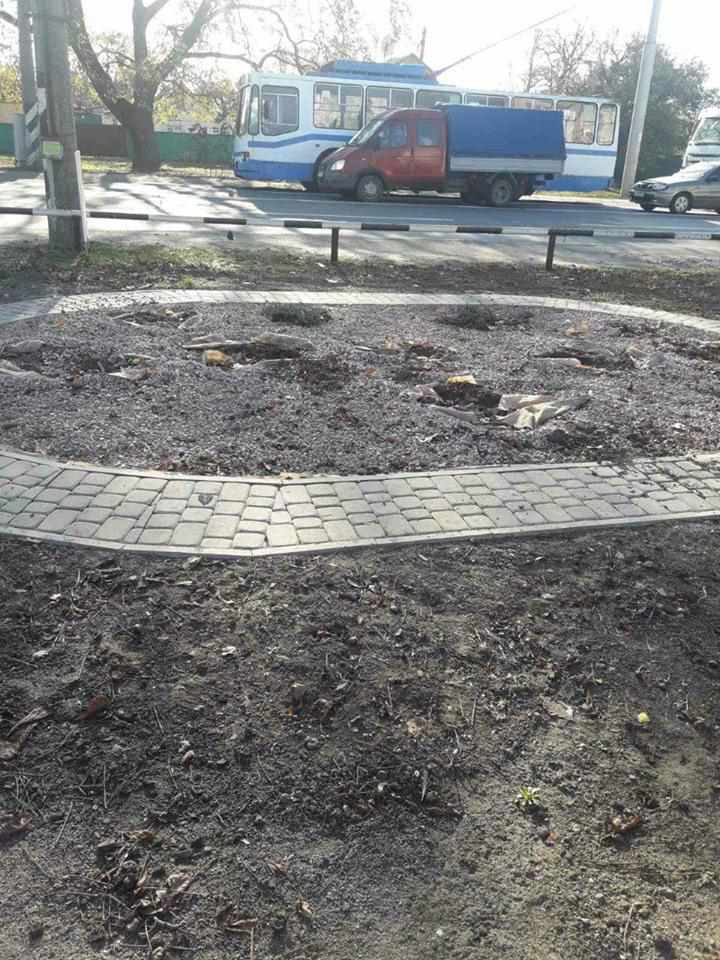 У Щербанівській ОТГ викрали ялинки з клумби. ФОТО