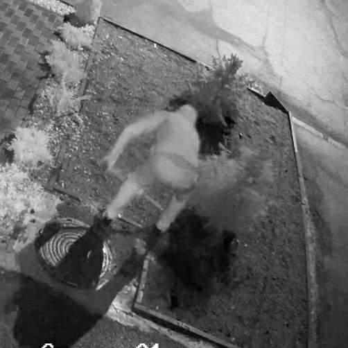 У Полтаві в центрі міста викрали ялинки: винагорода за інформацію про злодія. ФОТО