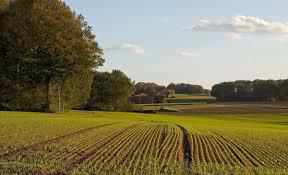На Полтавщині фермер, оминувши процедуру земельних торгів, незаконно орендував шість ділянок