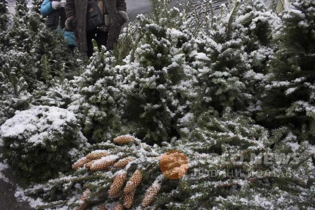 Скільки коштуватимуть цього року ялинки на Полтавщині