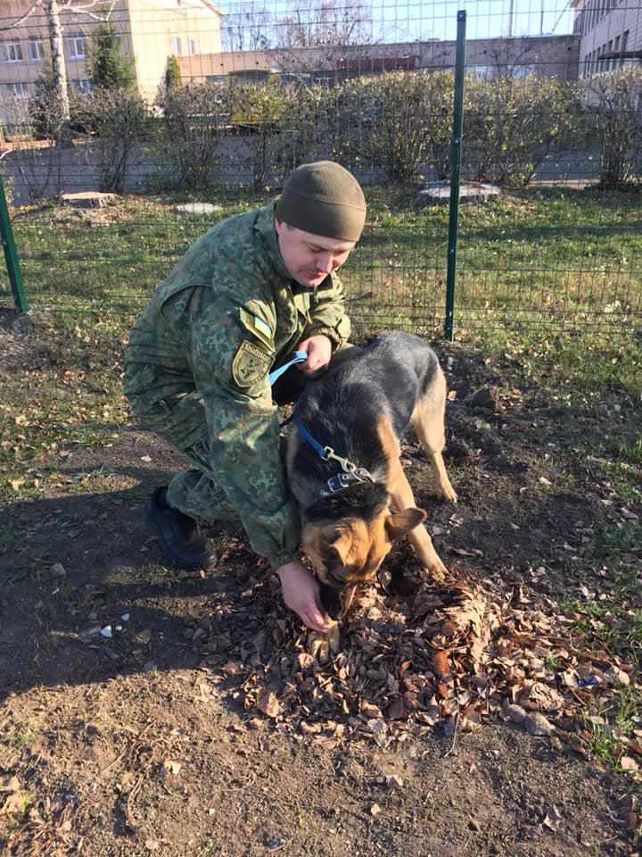 Дубль два: у ліцеї під Полтавою украли дерева, які висадили діти та вчителі. ФОТО