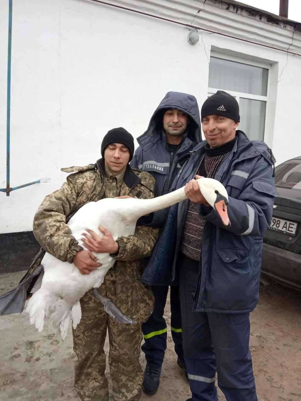 На Полтавщині врятували лебедя: птах вмерз у кригу водойми