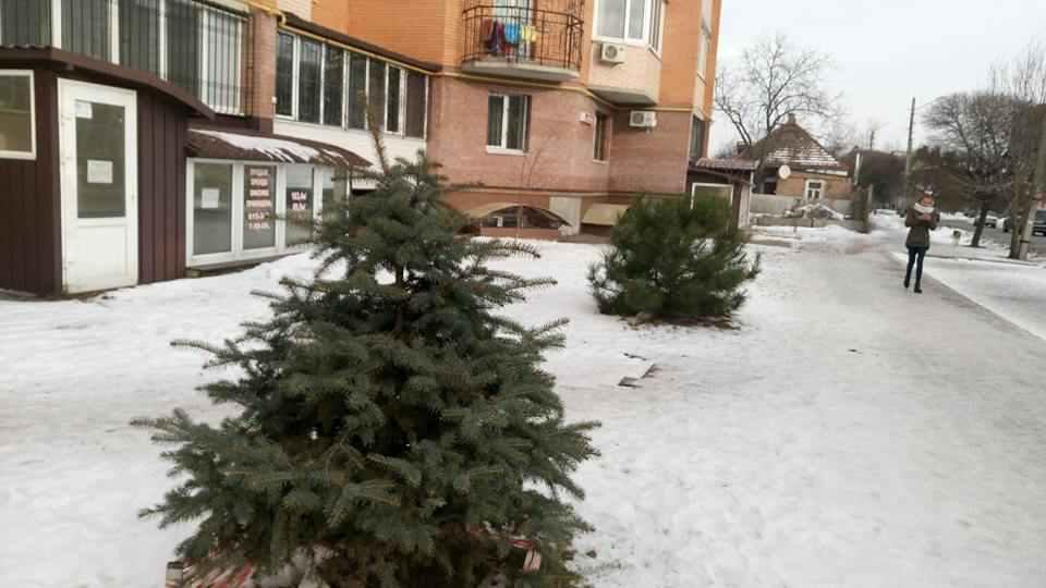  У Полтаві понівечили ялинку, яка ледве прижилась  