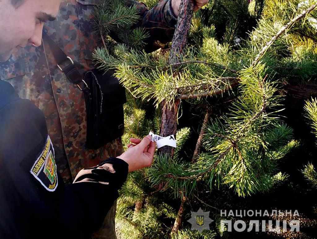 Напередодні свят полтавські правоохоронці перевіряють законність вирубування й продажу ялинок