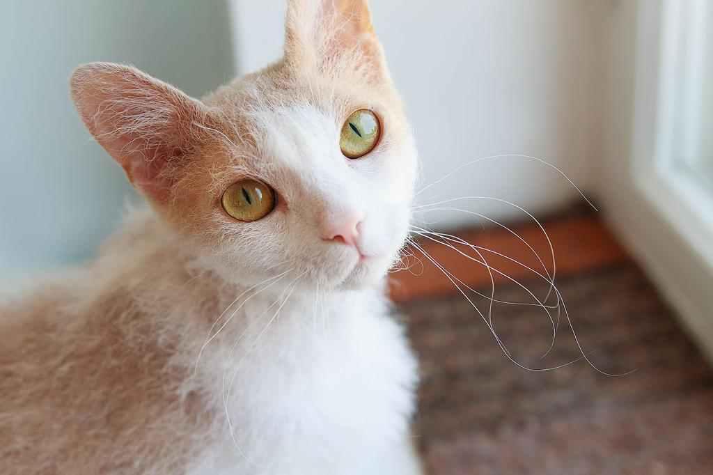 Котики і собачки шукають господарів