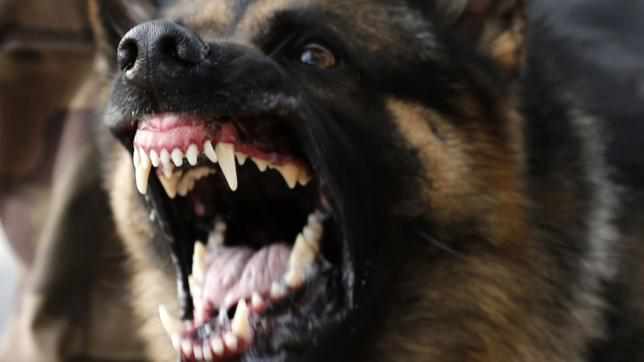 Смерть полтавки від укусів собак: поліція з’ясовує, чи комунальники та лікарі належним чином виконували обов’язки