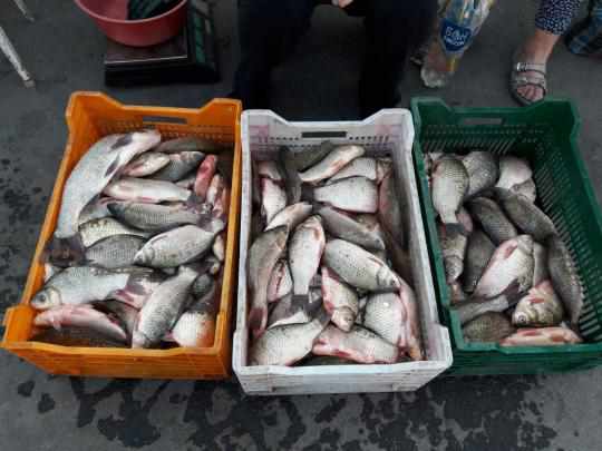 Міська влада Полтави не погодила виїзну торгівлю рибою на 17 локаціях 