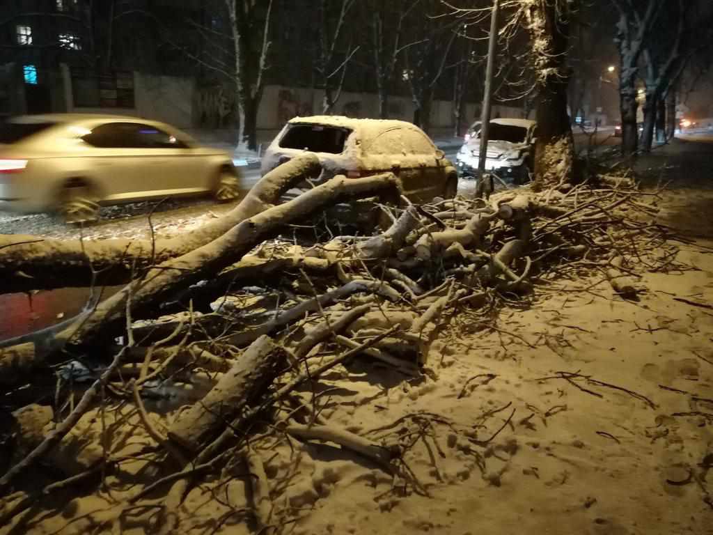 У Полтаві трухляве дерево пошкодило дві машини. ФОТО 