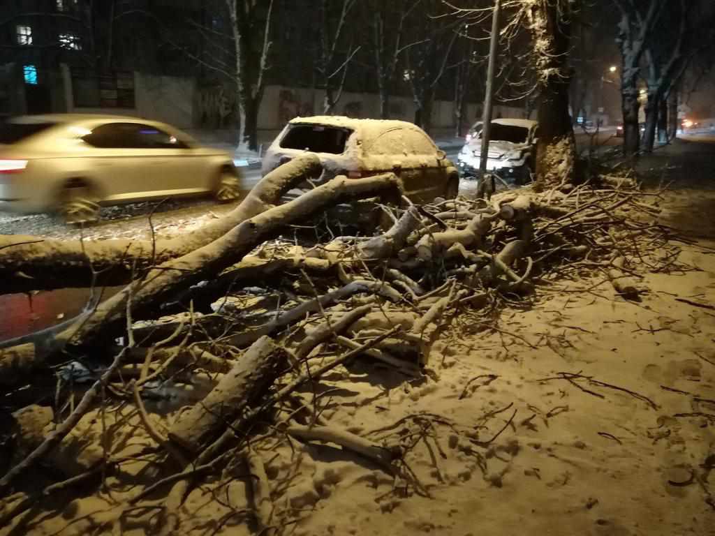 У Полтаві трухляве дерево пошкодило дві машини. ФОТО