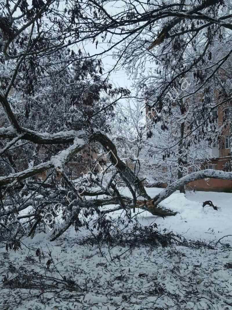 На чоловіка в Кременчуці впало дерево