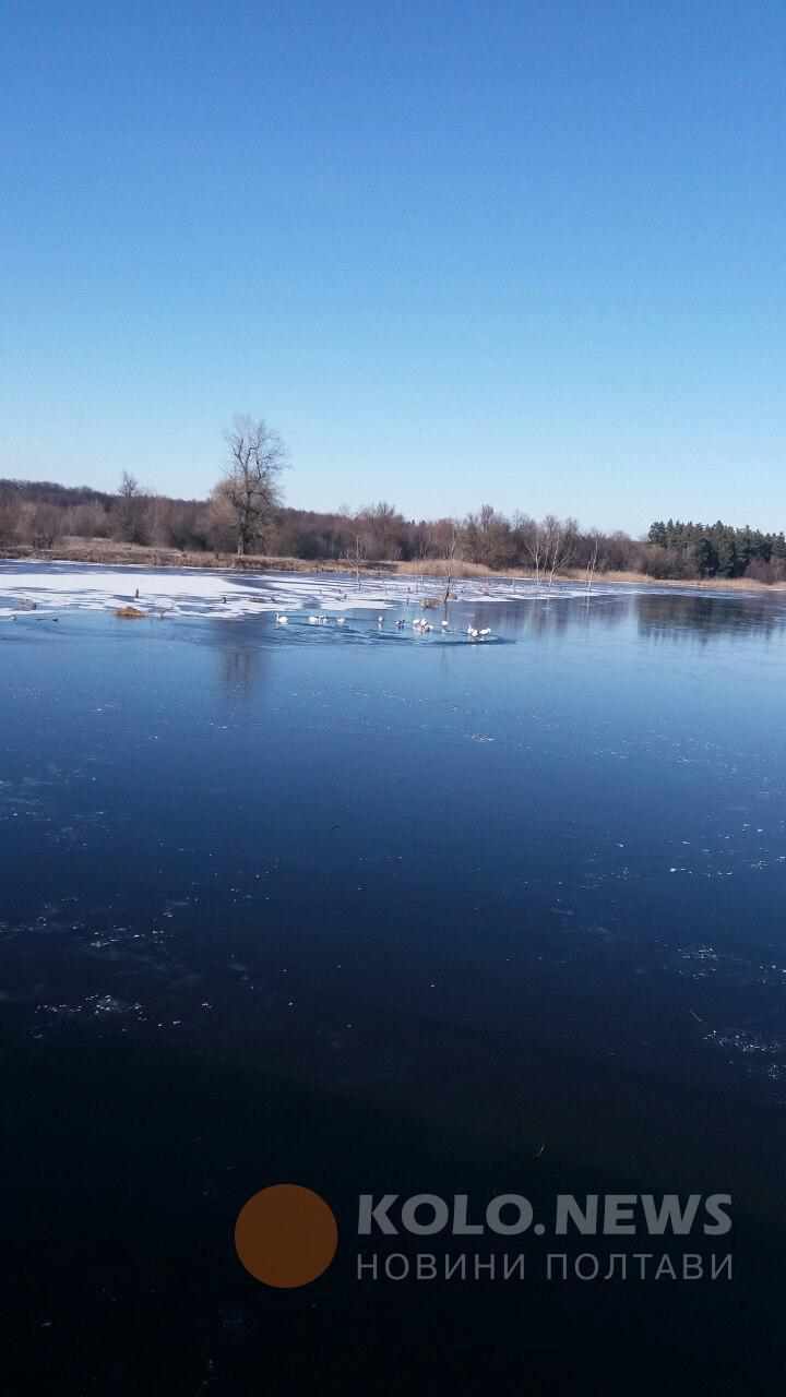 На Полтавщині лебеді не відлетіли, зимують на замерзлій річці. ФОТО