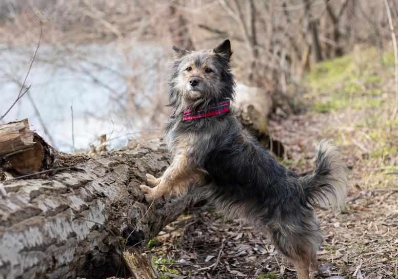 Безпритульні собаки в Полтаві з нетерпінням чекають на нових господарів. ФОТО