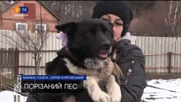 Поліція відкрила провадження щодо ножового поранення собаки під Полтавою: подробиці