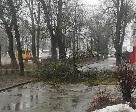 Аварійні відключення світла та вирвані дерева з корінням: наслідки негоди на Полтавщині