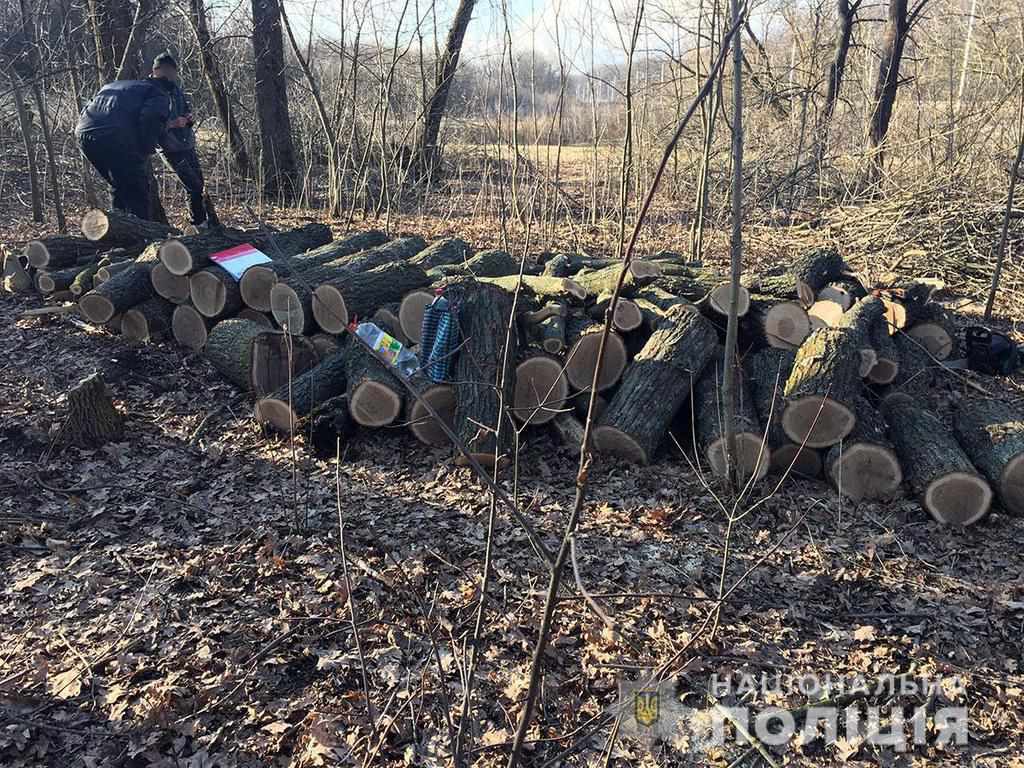 На Полтавщині чоловік попиляв на дрова дуби в лісосмузі