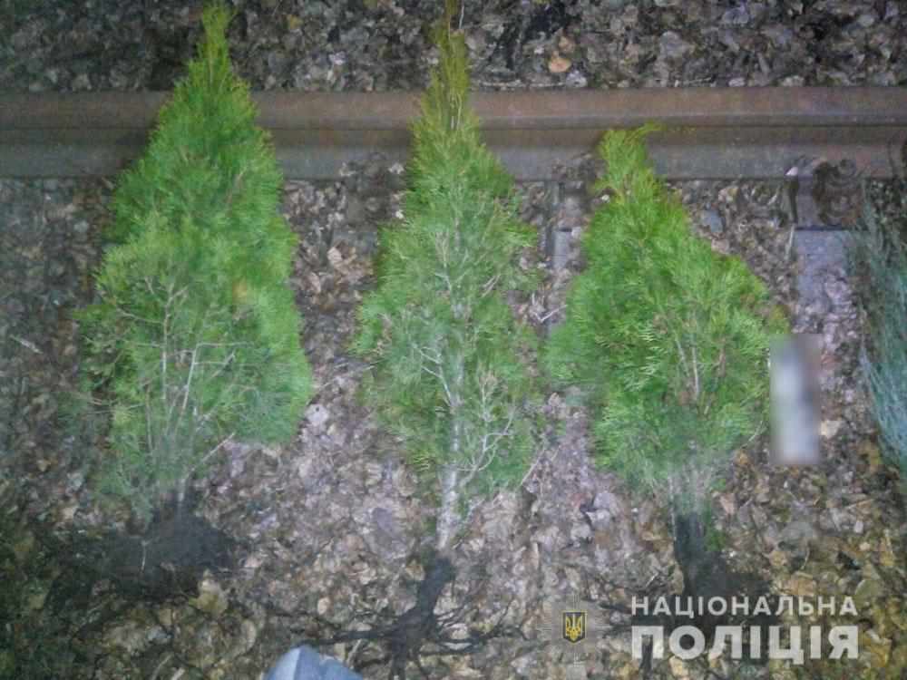 На Полтавщині юнаки викрали ялинки з території школи