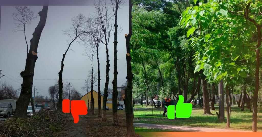 Весняне розпилювання: навіщо дерева перетворюють на «зубочистки»?