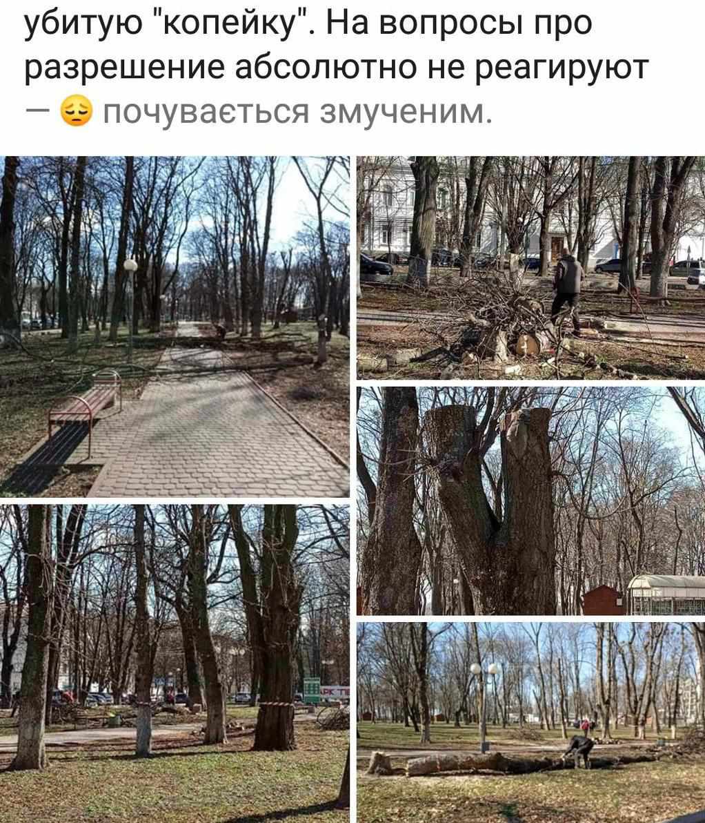 У міському парку «Перемога» пиляють дерева: чи слід непокоїтись. ФОТО