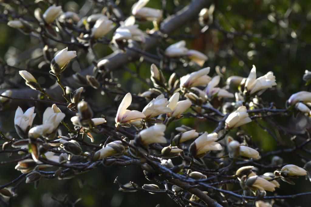 Весна в Полтаві: починає квітнути магнолія. ФОТО