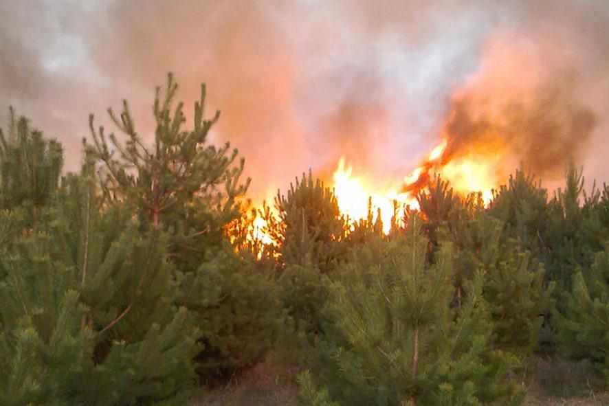 Полтавщина у вогні: пожежа знищила майже гектар лісу, із початку року – близько 800 га рослинності