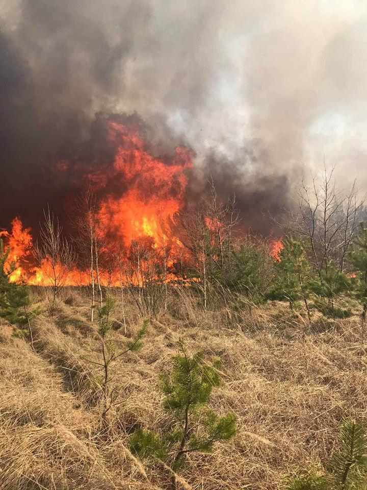 На Полтавщині пожежа охопила близько 8 гектарів соснового самосіву і 30 гектарів підстилки