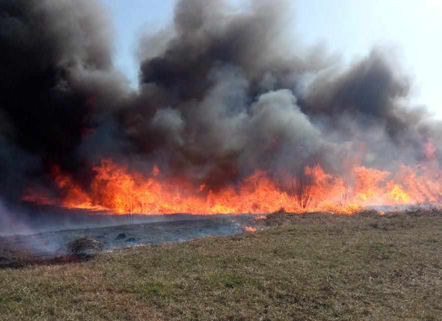 Учора на Полтавщині згоріло 100 гектарів сухої трави та горів ліс 
