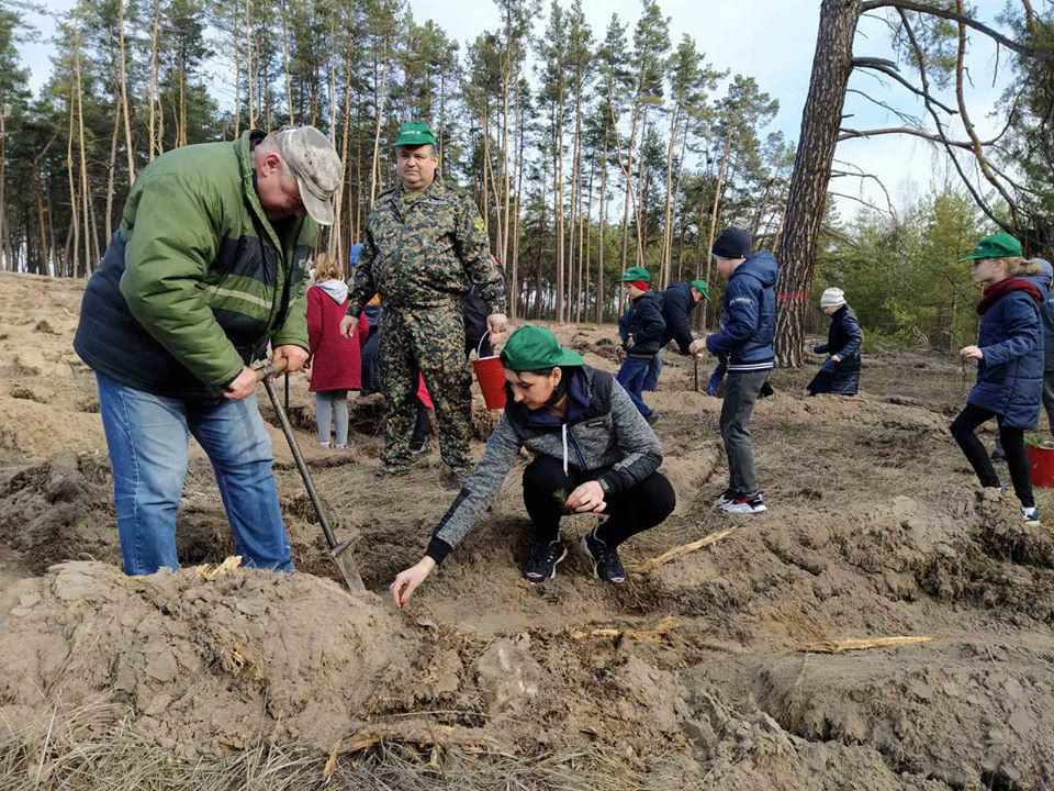 На Полтавщині завершили саджати ліс: висадили  майже 5 мільйонів дерев