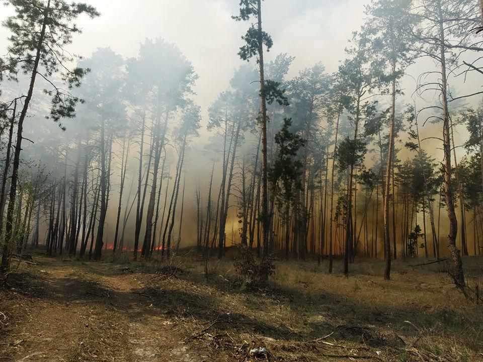 Лісова пожежа на Полтавщині: скільки і що знищено вогнем. ВІДЕО