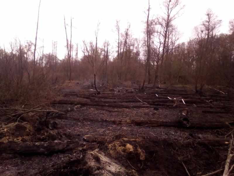 На Полтавщині другий день горить торф: пожежники рятують тварин. ФОТО