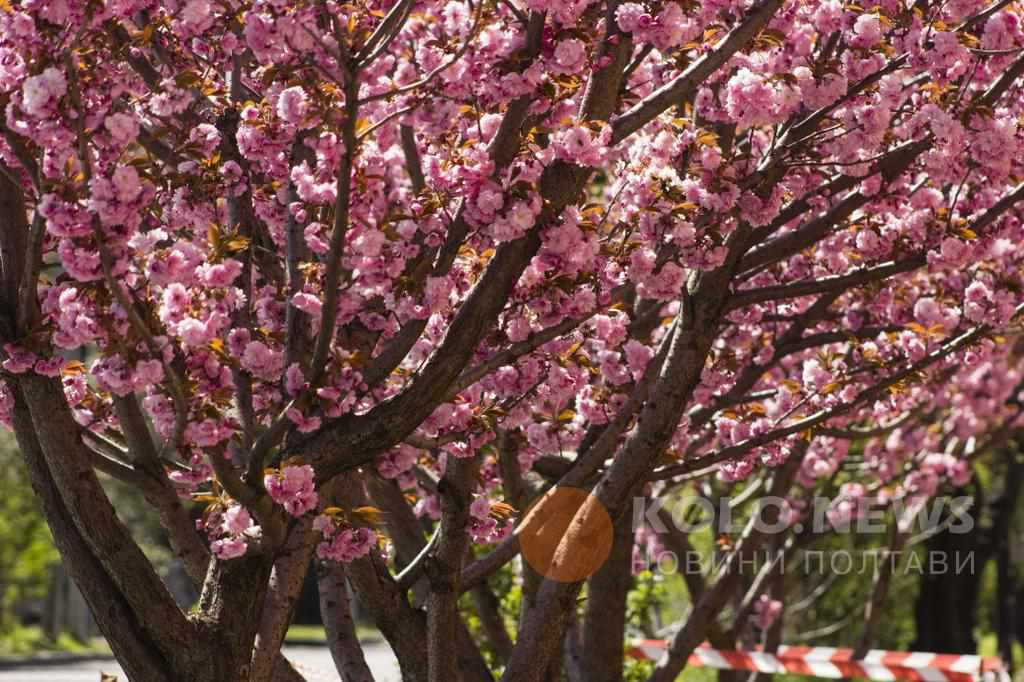 У Полтаві на одній з вулиць пишно квітне сакура, а в Сонячному парку – тільки розпускається. ФОТО 