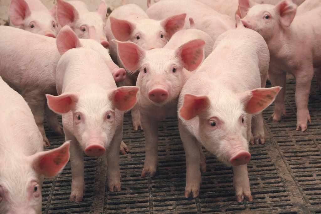 Черговий спалах африканської чуми свиней виявили у Великобагачанському районі