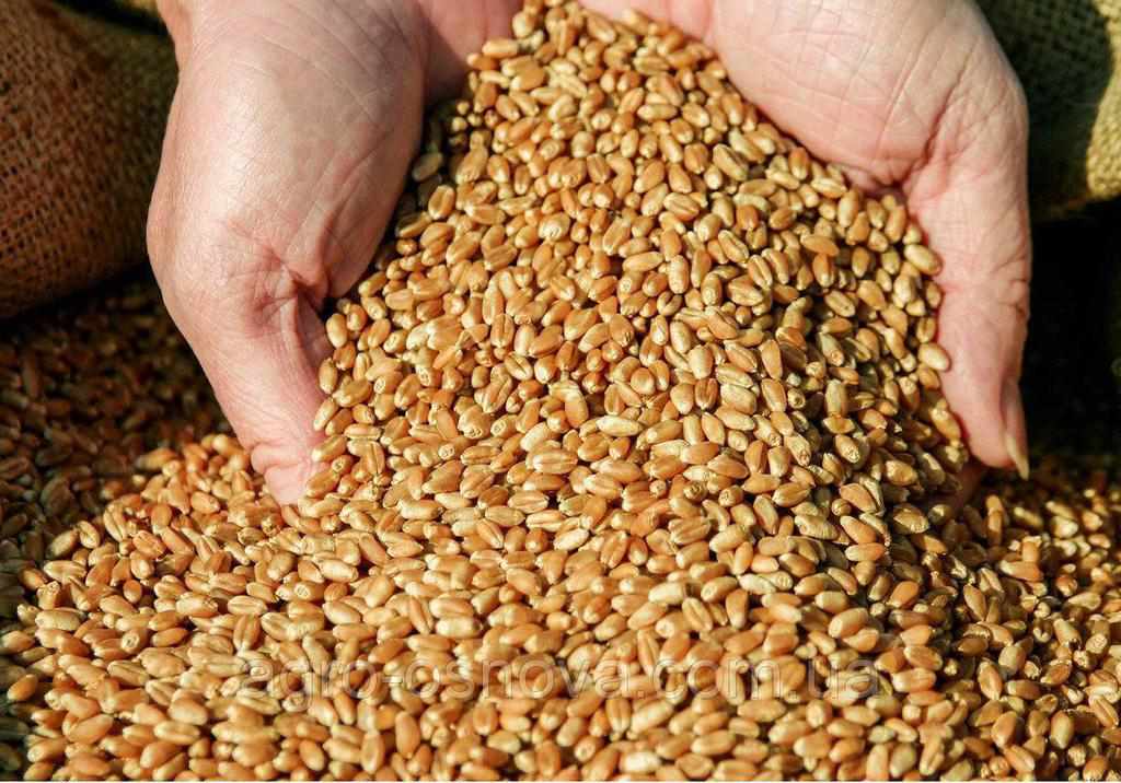 В Україні знизили прогноз урожаю зернових в 2020 році